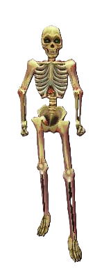 a_decaying_skeleton